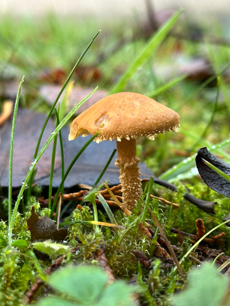 Cystoderma amianthinum · November 2025 · photo: © vojtahybl (iNaturalist, cc-by)
