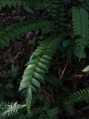 Adiantum villosum