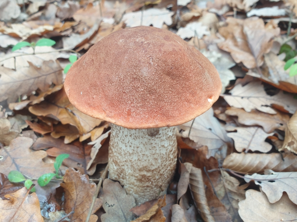 Leccinum aurantiacum