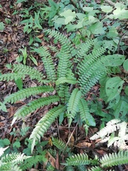 Adiantum villosum