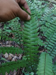 Adiantum villosum