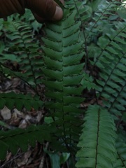 Adiantum villosum