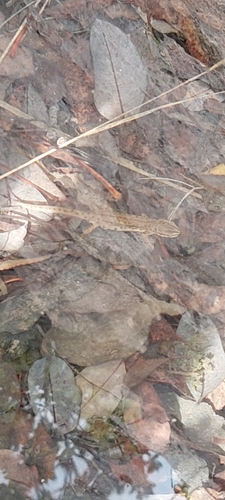 Greek Newt, FGFP+M3P, Херцег-Нови, Черногория, photo 9 of 10