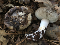 Tricholoma griseoviolaceum