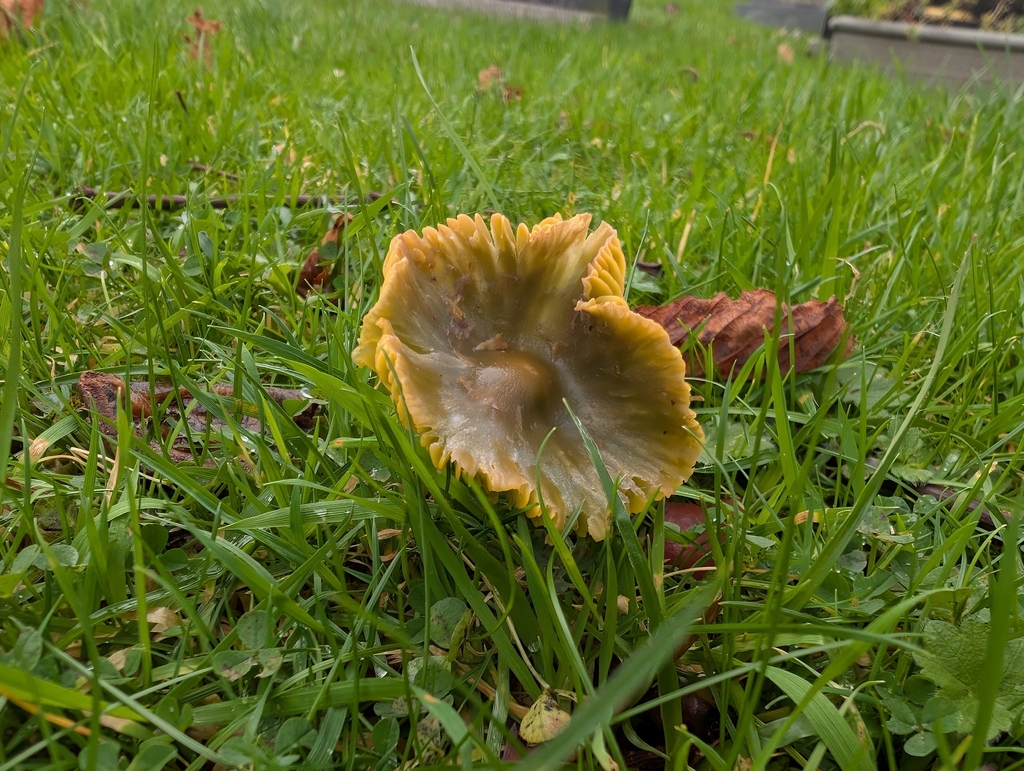 Gliophorus psittacinus · November 2025 · photo: © markbreaks (iNaturalist, cc-by)