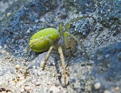 Araniella opisthographa