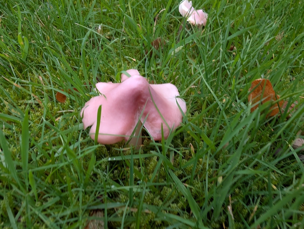 Porpolomopsis calyptriformis · November 2025 · photo: © markbreaks (iNaturalist, cc-by)