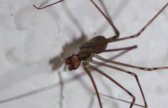 Psilochorus pullulus