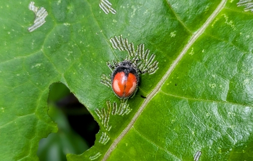Epilachna discolor