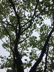 Cheirodendron platyphyllum