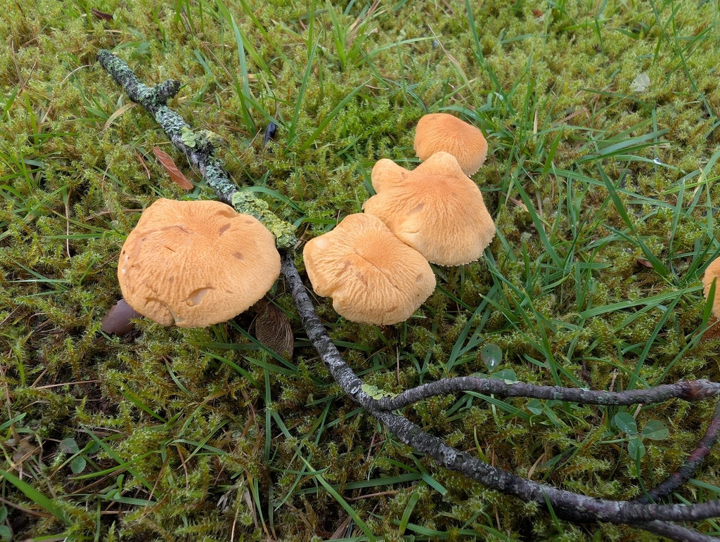 Cystoderma amianthinum · November 2025 · photo: © markbreaks (iNaturalist, cc-by)