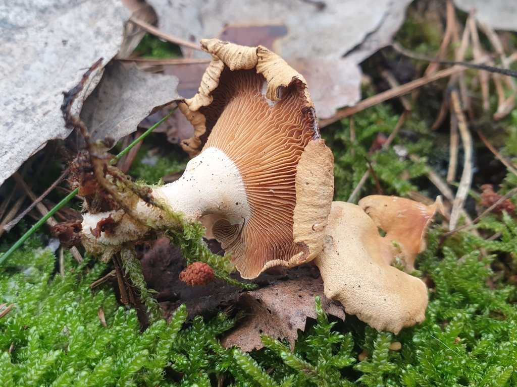 Panellus stipticus · November 2025 · photo: © clementm (iNaturalist, cc-by)