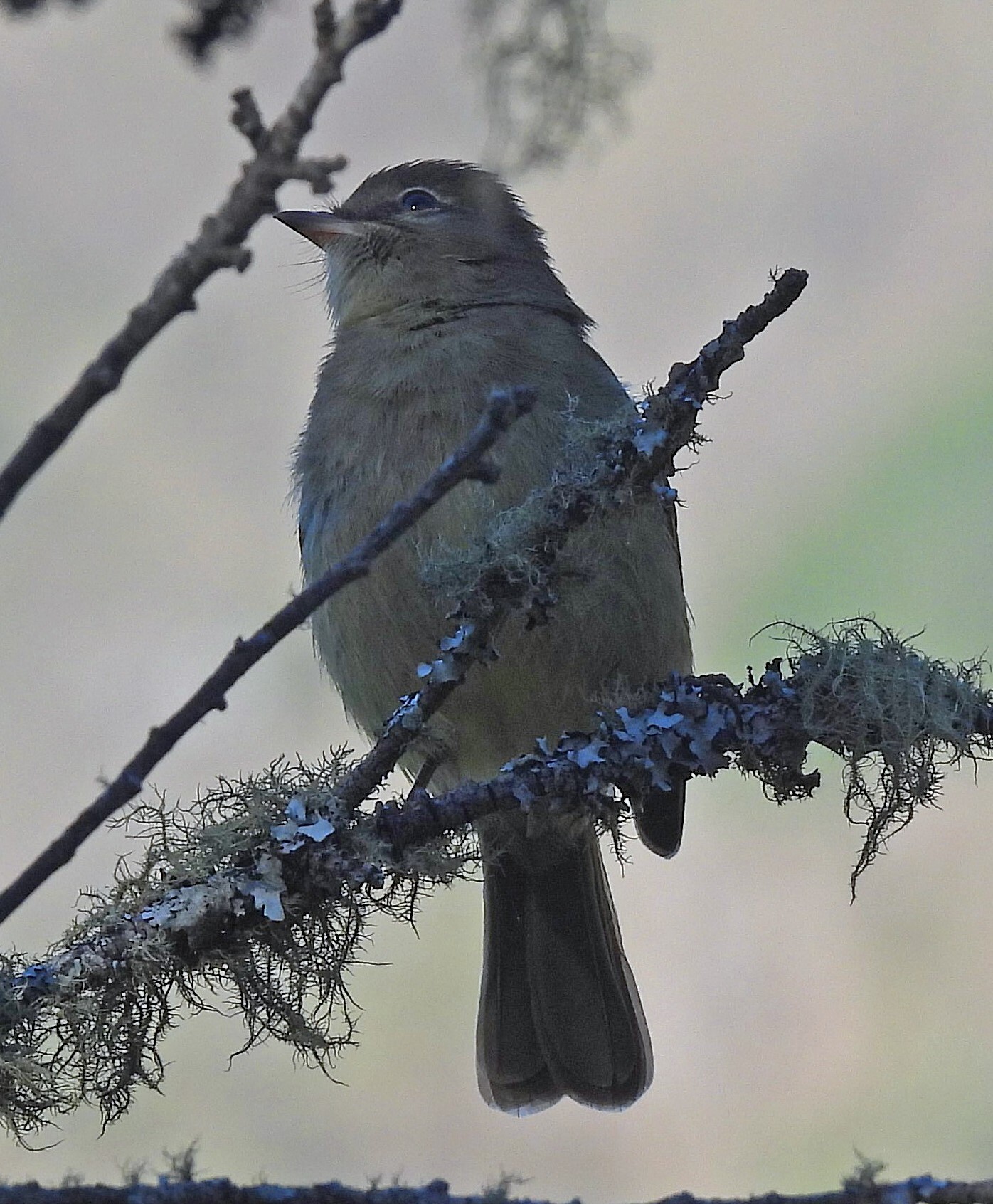 Highland Elaenia (Elaenia obscura), photo 5