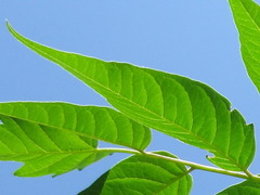 Ailanthus altissima