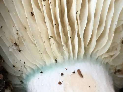 Short-stemmed Russula