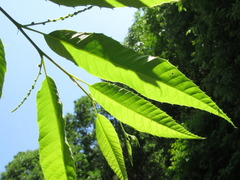 Castanea crenata