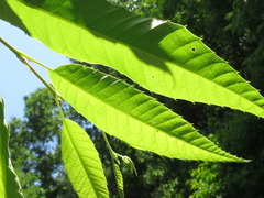 Castanea crenata