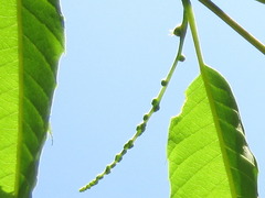 Castanea crenata