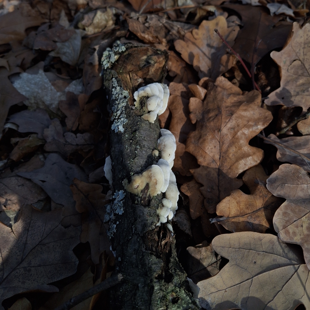 Gloeoporus dichrous · November 2025 · photo: © veronika_martynova (iNaturalist, cc-by)