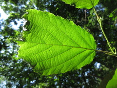 Corylus heterophylla