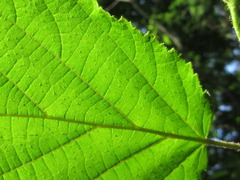 Corylus heterophylla