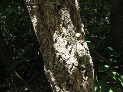 Quercus variabilis