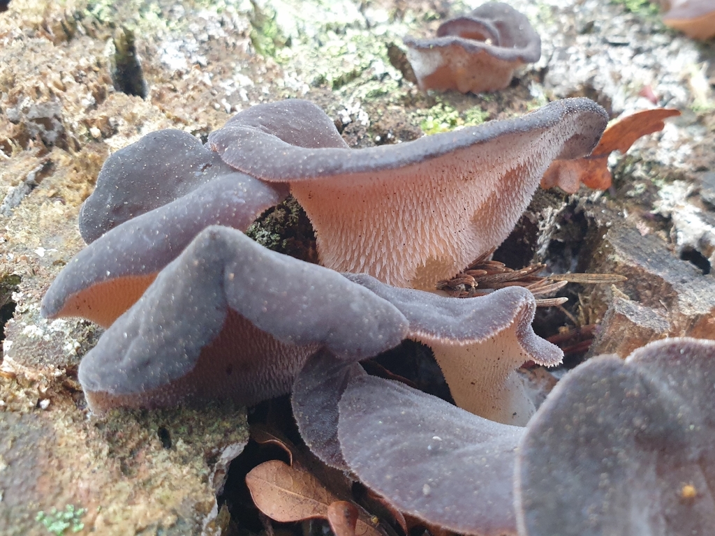 Pseudohydnum gelatinosum · November 2025 · photo: © clementm (iNaturalist, cc-by)