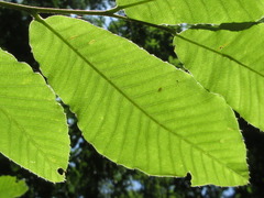 Quercus variabilis