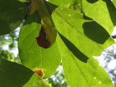 Lindera erythrocarpa