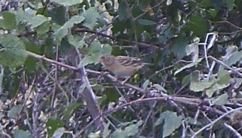 Ammodramus savannarum (J.F.Gmelin, 1789)