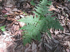 Pteridium aquilinum