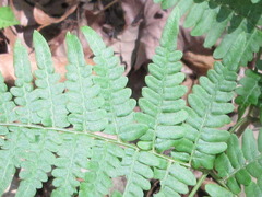 Pteridium aquilinum
