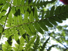 Pteridium aquilinum