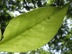 Lysimachia clethroides