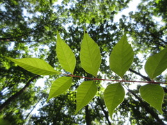 Toxicodendron trichocarpum
