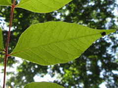Toxicodendron trichocarpum