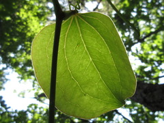 Smilax china