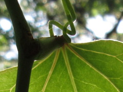 Smilax china