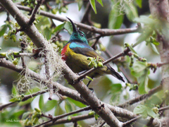 Moreau's Sunbird photo 3