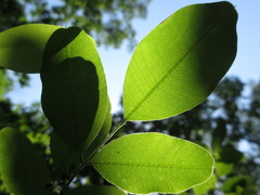 Lespedeza cyrtobotrya