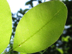 Lespedeza cyrtobotrya