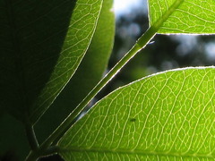 Lespedeza cyrtobotrya