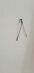 Aciagrion occidentale