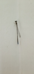 Aciagrion occidentale