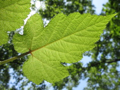 Rubus crataegifolius