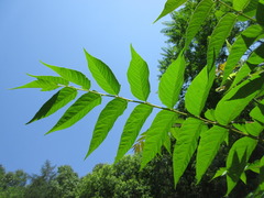 Ailanthus altissima