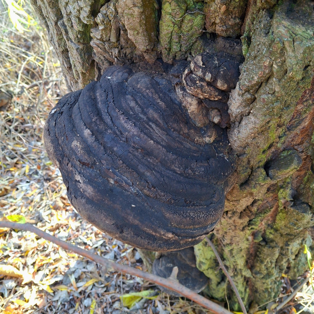 Phellinus igniarius · November 2025 · photo: © veronika_martynova (iNaturalist, cc-by)