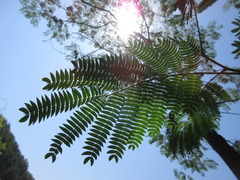 Albizia julibrissin