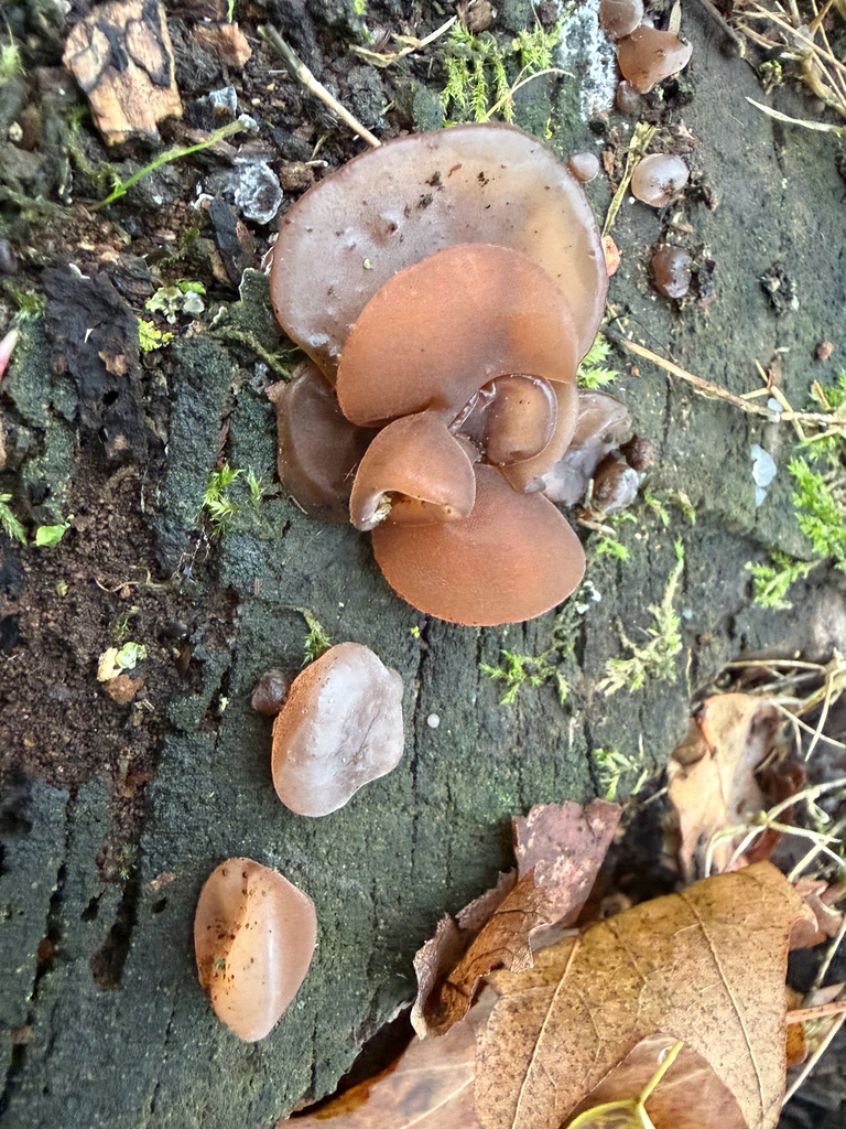 Auricularia auricula-judae · November 2025 · photo: © hh525 (iNaturalist, cc-by)