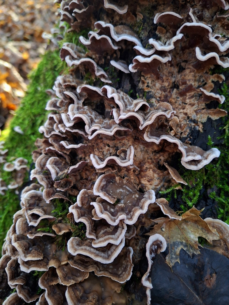 Chondrostereum purpureum · November 2025 · photo: © veronika_martynova (iNaturalist, cc-by)